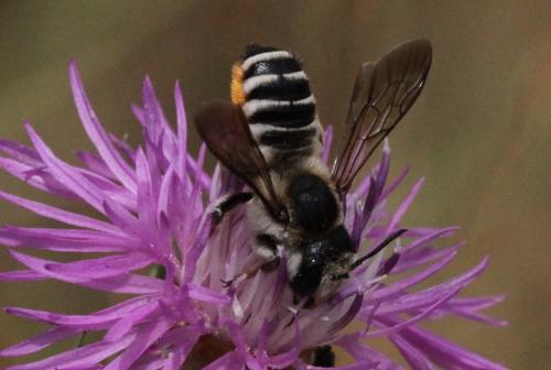 Réf. 187 060 : Megachile albisecta